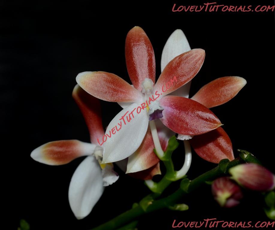 Название: Phalaenopsis speciosa6.jpg
Просмотров: 0

Размер: 207.2 Кб