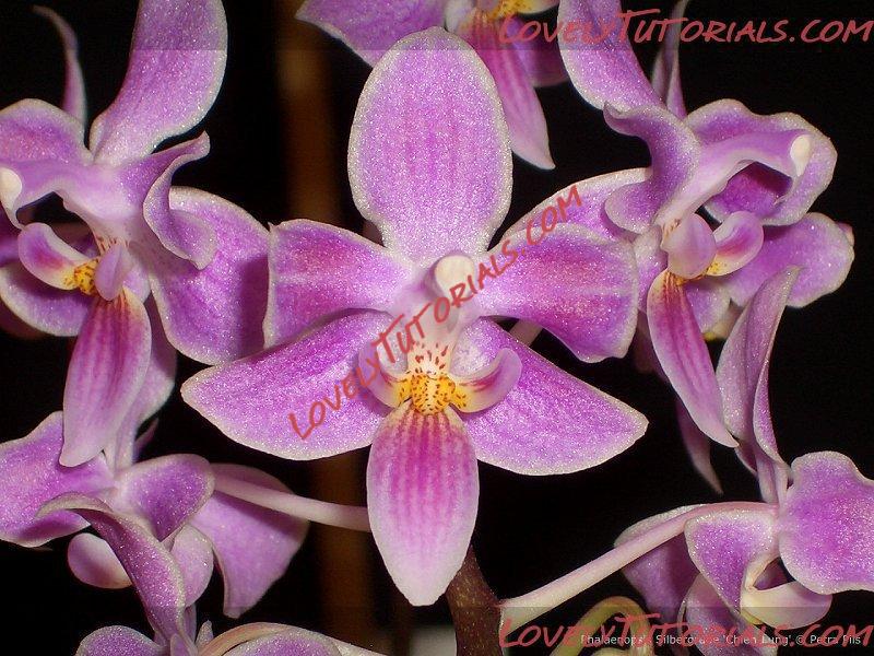 Название: Phalaenopsis Silbergrube Chien-Lung.jpg
Просмотров: 0

Размер: 158.0 Кб