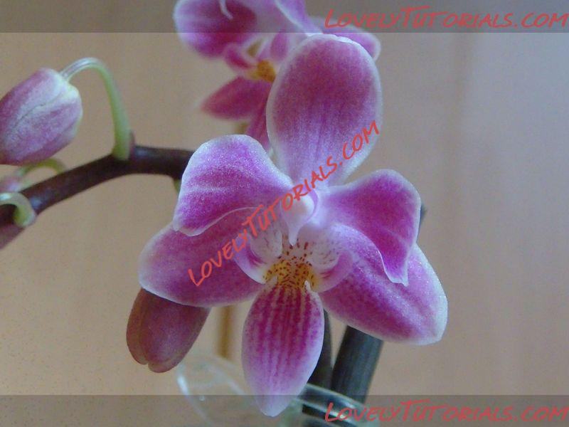 Название: Phalaenopsis Silbergrube Chien-Lung2.jpg
Просмотров: 0

Размер: 58.2 Кб