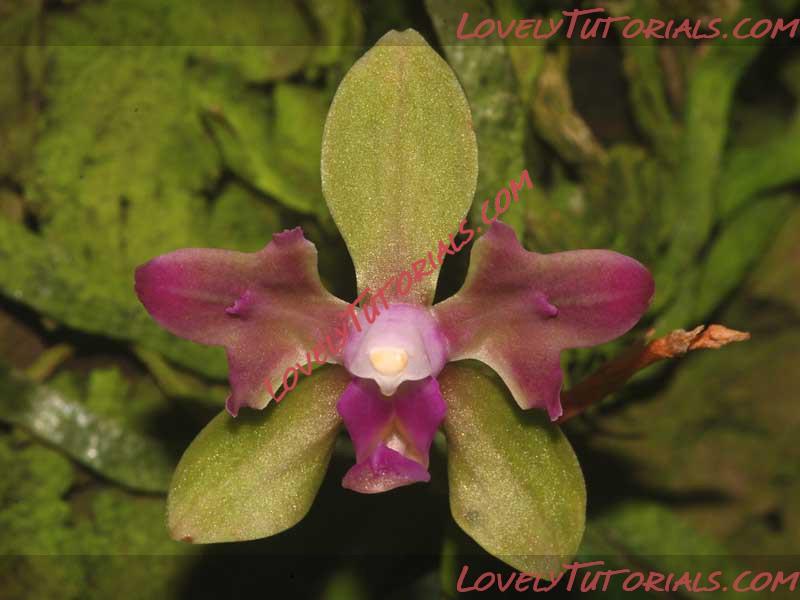 Название: Phalaenopsis stobartiana2.jpg
Просмотров: 0

Размер: 64.6 Кб