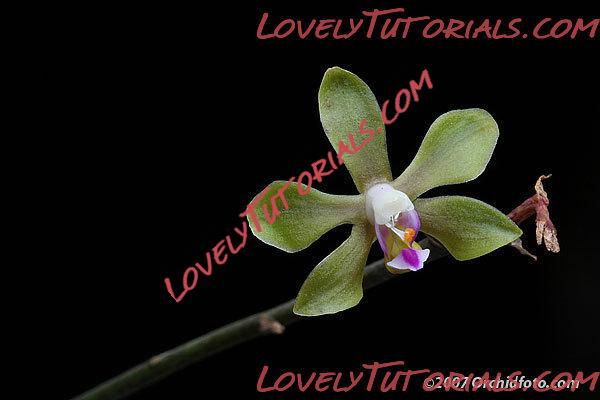 Название: Phalaenopsis stobartiana4.jpg
Просмотров: 0

Размер: 23.5 Кб