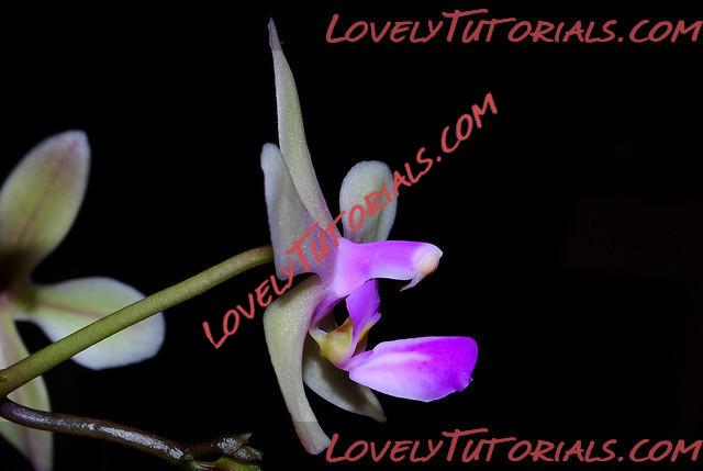 Название: Phalaenopsis stobartiana6.jpg
Просмотров: 0

Размер: 35.9 Кб