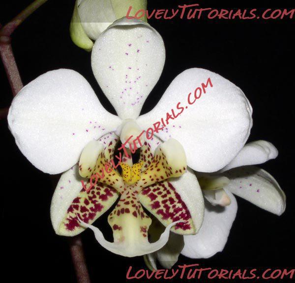 Название: Phalaenopsis stuartiana.jpg
Просмотров: 0

Размер: 40.8 Кб