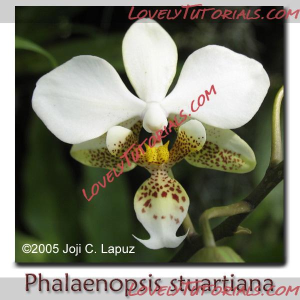 Название: Phalaenopsis stuartiana2.jpg
Просмотров: 0

Размер: 115.4 Кб