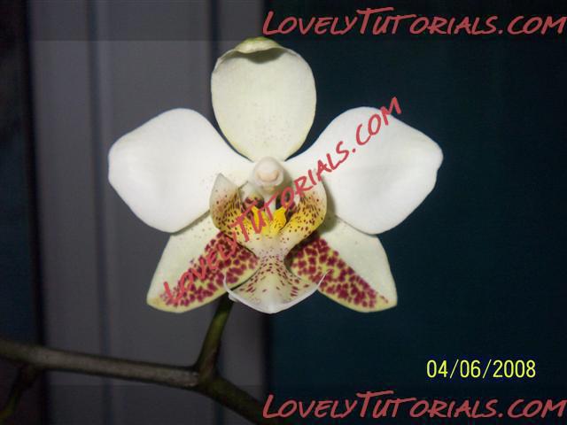 Название: Phalaenopsis stuartiana3.jpg
Просмотров: 0

Размер: 28.6 Кб