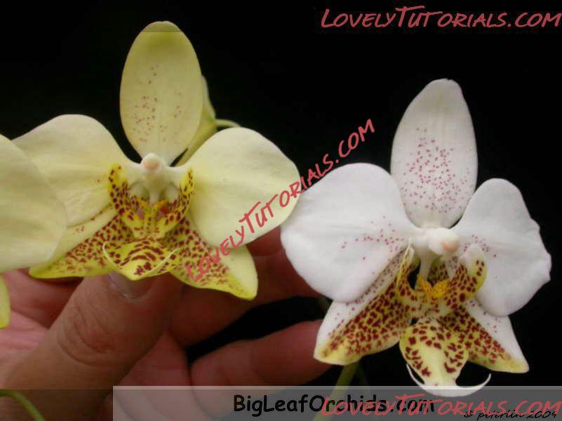 Название: Phalaenopsis stuartiana5.JPG
Просмотров: 0

Размер: 79.5 Кб