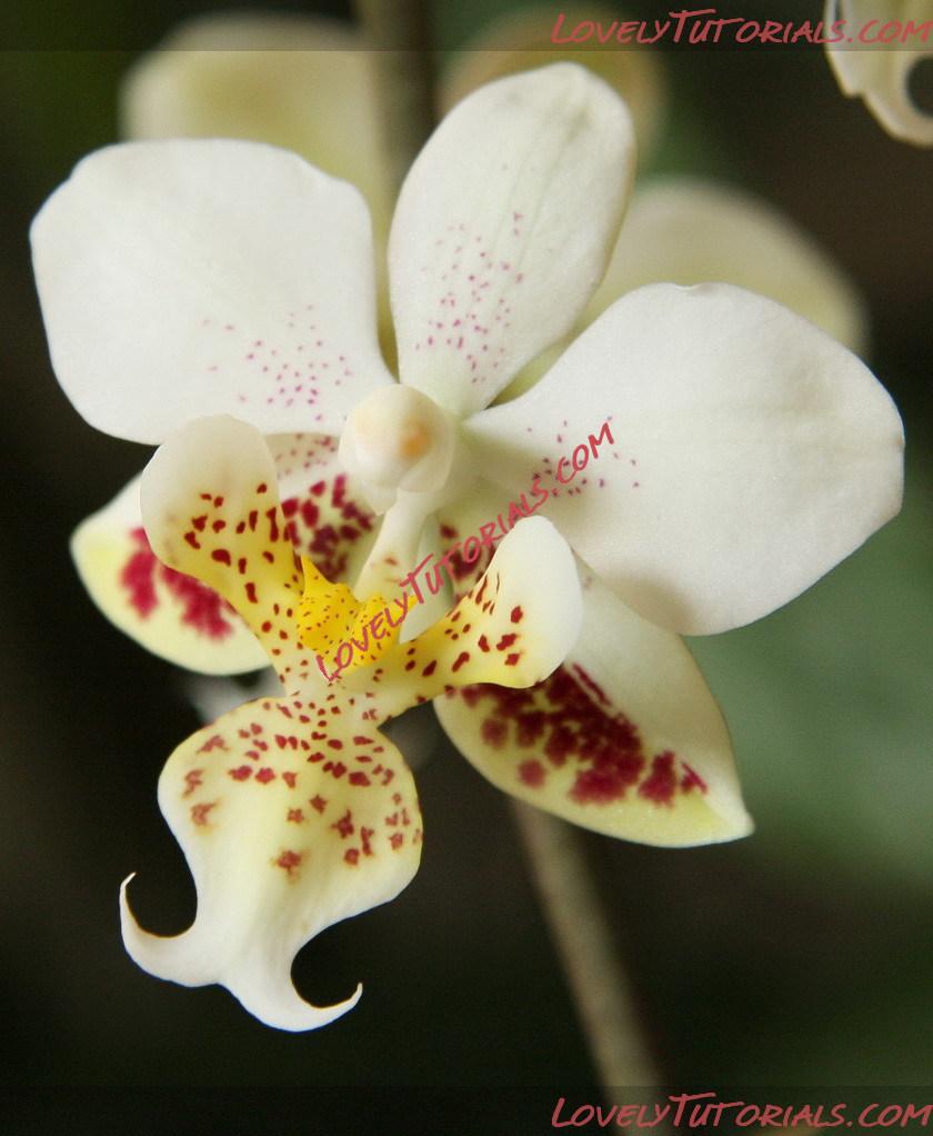 Название: Phalaenopsis stuartiana7.jpg
Просмотров: 0

Размер: 168.5 Кб