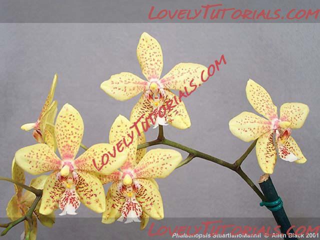 Название: Phalaenopsis Stuartiano-Mannii4.jpg
Просмотров: 0

Размер: 38.5 Кб