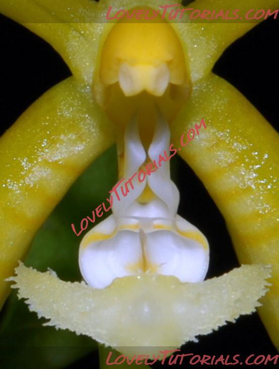 Название: Phalaenopsis Stuartiano-Mannii5.jpg
Просмотров: 0

Размер: 78.2 Кб