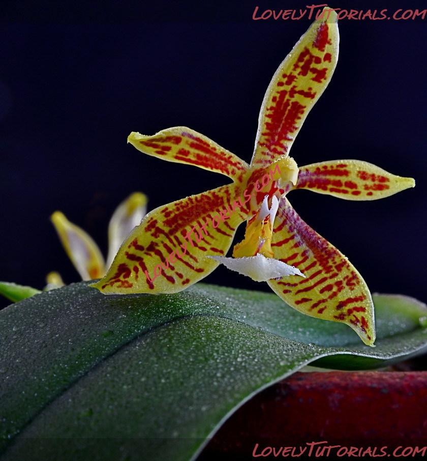 Название: Phalaenopsis Stuartiano-Mannii6.jpg
Просмотров: 0

Размер: 170.0 Кб