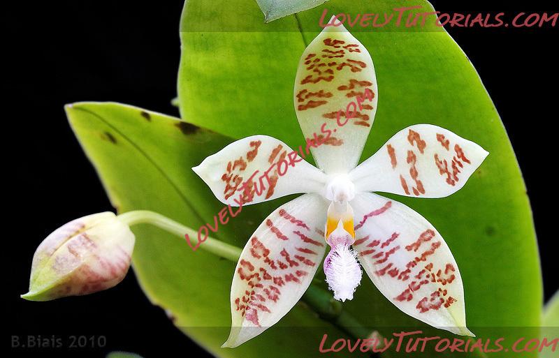 Название: Phalaenopsis Sumaspice.jpg
Просмотров: 0

Размер: 183.1 Кб