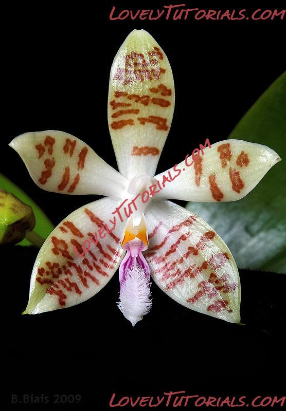 Название: Phalaenopsis Sumaspice3.jpg
Просмотров: 0

Размер: 157.0 Кб