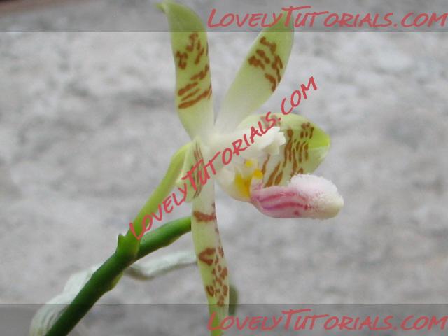 Название: Phalaenopsis Sumaspice8.jpg
Просмотров: 0

Размер: 113.0 Кб