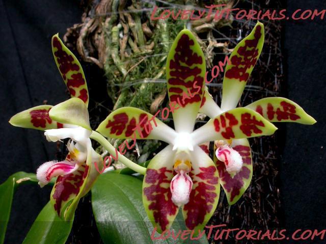 Название: Phalaenopsis sumatrana2.jpg
Просмотров: 0

Размер: 64.9 Кб