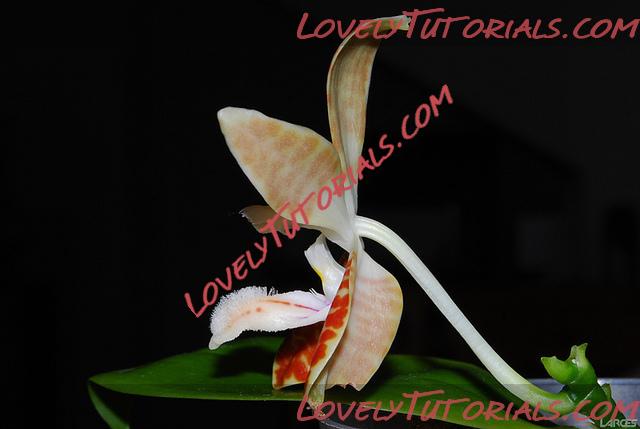 Название: Phalaenopsis sumatrana6.jpg
Просмотров: 0

Размер: 93.1 Кб