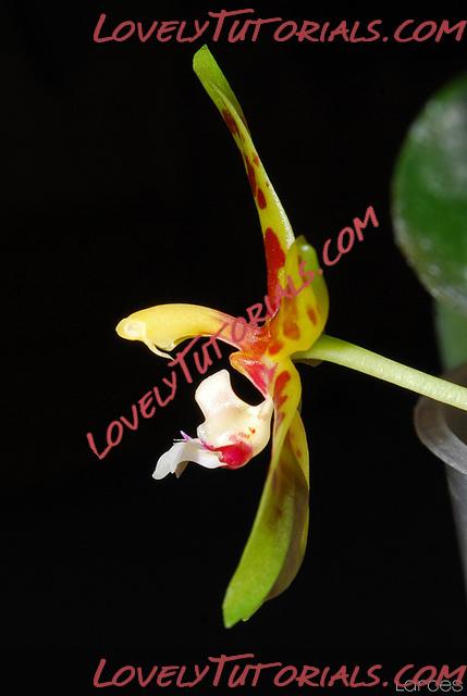 Название: Phalaenopsis sumatrana7.jpg
Просмотров: 0

Размер: 92.8 Кб