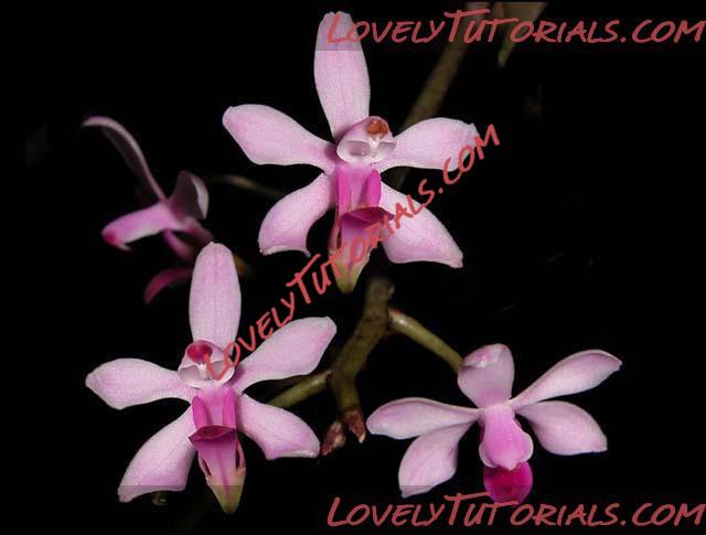 Название: Phalaenopsis taenialis.jpg
Просмотров: 0

Размер: 41.0 Кб