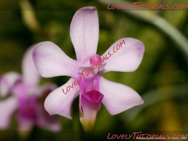 Название: Phalaenopsis taenialis2.jpg
Просмотров: 0

Размер: 54.4 Кб