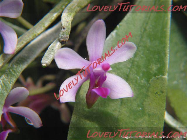 Название: Phalaenopsis taenialis3.jpg
Просмотров: 0

Размер: 58.1 Кб