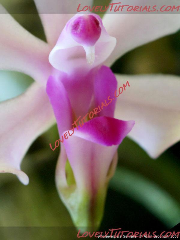 Название: Phalaenopsis taenialis4.jpg
Просмотров: 1

Размер: 49.3 Кб
