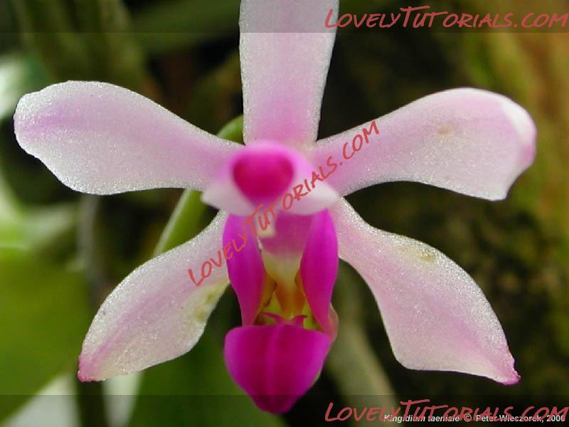 Название: Phalaenopsis taenialis5.jpg
Просмотров: 0

Размер: 87.0 Кб
