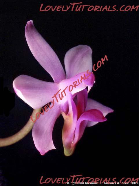 Название: Phalaenopsis taenialis6.jpg
Просмотров: 0

Размер: 26.1 Кб