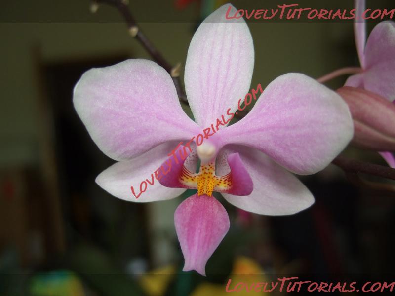 Название: Phalaenopsis Veitchiana6.jpg
Просмотров: 0

Размер: 120.4 Кб