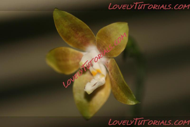 Название: Phalaenopsis venosa4.jpg
Просмотров: 2

Размер: 24.4 Кб