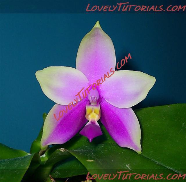 Название: Phalaenopsis violacea2.jpg
Просмотров: 1

Размер: 34.7 Кб