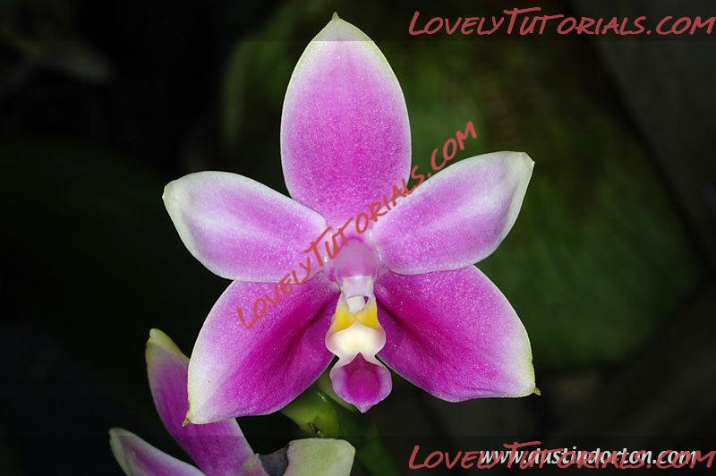 Название: Phalaenopsis violacea3.jpg
Просмотров: 3

Размер: 57.6 Кб