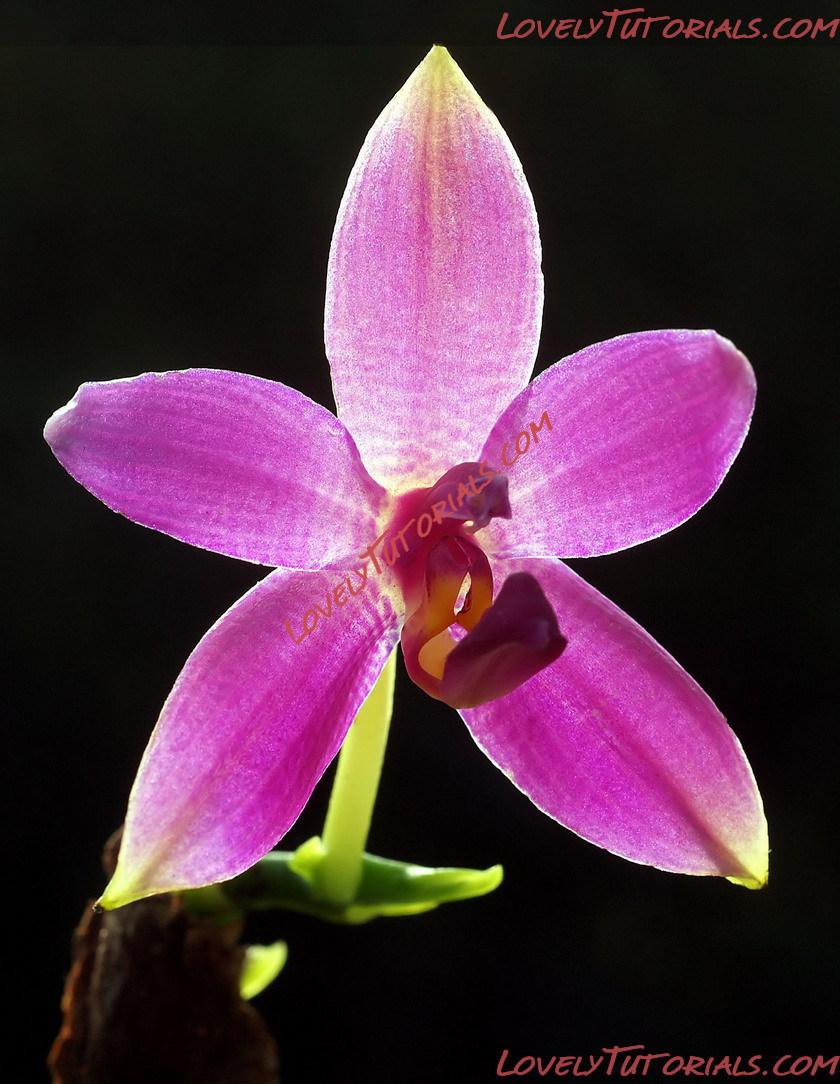 Название: Phalaenopsis violacea5.jpg
Просмотров: 7

Размер: 197.4 Кб