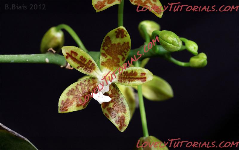 Название: Phalaenopsis viridis3.jpg
Просмотров: 0

Размер: 131.4 Кб