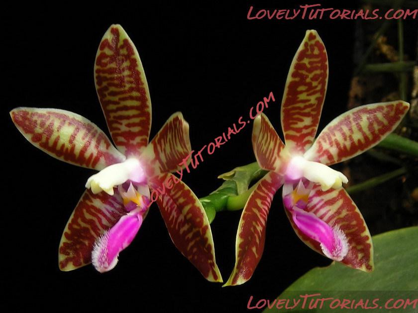 Название: Phalaenopsis zebrina5.jpg
Просмотров: 1

Размер: 110.5 Кб