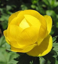 Kullero, Trollius europaeus IMG 7579