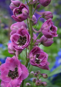 delphinium06