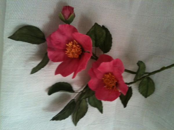 foto (38)
camelia Japonica