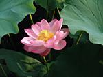 Nelumbo nucifera1