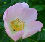dog rose 1