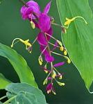 0100 0608 2313 5413 photography the dancing lady flower