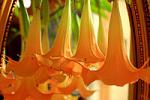 Trumpet Flowers