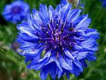 200px Bachelor's button, Basket flower, Boutonniere flower, Cornflower   3