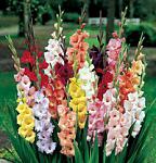 Gladiolus