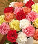 carnations