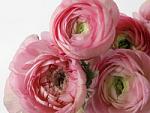 73591902 ranunculus2