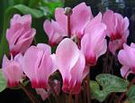 cyclamen