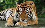tigr