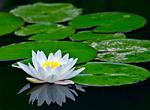 white water lily pad
