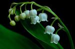 lily of the valley1