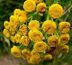 1271821912 tanacetum vulgare