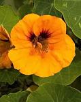 Nasturtium Tropaeolum